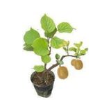5 Adet Tohum Bodur Kivi Bonsai Agaci Tohumu Surpriz Hediye Bonsai Agaci Tohumlu