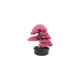 5 Adet Tohum Bodur Pembe Erguvan Bonsai Agac
