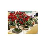 5 Adet Tohum Bonsai Kırmızı Gül Ağacı Bonzai Tohumu Süpriz Hediye Bonsai Ağacı Tohumu