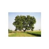 5 Adet Tohum Çınar Ağacı Tohumu Süpriz Hediye Bonsai Ağacı Tohumu