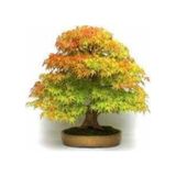 5 Adet Tohum Cinar Agaci Tohumu Surpriz Hediye Bonsai Agaci Tohumu