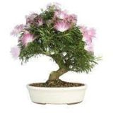 5 Adet Tohum Gulubirisim Bonsai Agac Tohumu Muhtesem Cicegi Ve Kokusu Ile Ozel Agac Surpriz Hediye