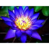 5 Adet Tohum Mavi Lotus Çiçeği Tohumu Hobi Bahçe Lotus