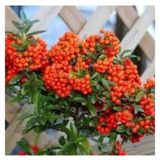 5 Adet Tohum Nadir Ates Dikeni Bonsai Agac Tohumu Ates Diken Tohum Hediye Tohum Hediyemizdir