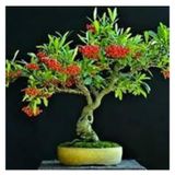 5 Adet Tohum Nadir Ates Dikeni Bonsai Agac Tohumu Ates Diken Tohum Saksi Toprak Hediyemizdir