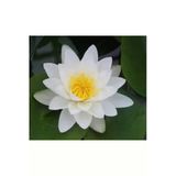 5 Adet Tohum Nadir Beyaz Lotus Çiçek Tohumu Lotus Çiçeği Tohumu Nilüfer Çiçeği Tohum