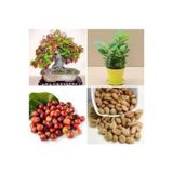 5 Adet Tohum Nadir Bonsai Bulunan Kahve Agaci Tohumu Kahve Tohumu Saksi Toprak Hediye