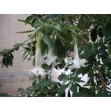 5 Adet Tohum Nadir Bulunan Beyaz Angel Trumpet Cicegi Meleklerin Borozani Cicegi Surpriz Hediye Tohu