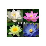 5 Adet Tohum Nadir Bulunan Karışık Renkli Lotus Çiçeği Tohumu