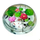 5 Adet Tohum Nadir Bulunan Karışık Tayland Lotus Çiçeği Tohumu Sınırlı Stok
