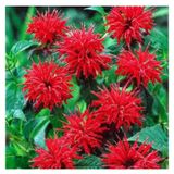 5 Adet Tohum Nadir Bulunan Kirmizi Bergamot Cicegi Tohumu Saksi