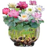 5 Adet Tohum Nadir Bulunan Lotus Uzak Doğunu Su Zambağı Nilüfer Tohumu Sınırlı Stok