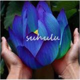 5 Adet Tohum Nadir Bulunan Mavi Lotus Cicegi Tohumu Lotus Su Cicegi Tohumu Nilufer Cicegi Tohumu