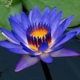 5 Adet Tohum Nadir Bulunan Mavi Water Lilly Su Çiçeği Tohumu