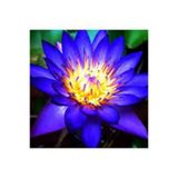 5 Adet Tohum Nadir Bulunan Mavi Waterlilly Çiçeği Tohumu Su Çiçeğ