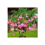 5 Adet Tohum Nadir Bulunan Meleklerin Borozani Pembe Angel Trumpet Cicegi