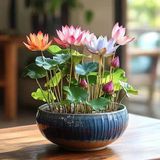 5 Adet Tohum Nadir Bulunan Pembe Açan Kutsal Lotus Su Çiçeği Su Zambak Hint Çiçeği Tohumu