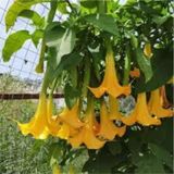 5 Adet Tohum Nadir Bulunan Pembe Angel Trumpet Cicegi Meleklerin Borozani Cicegi Surpriz Hediye Tohu