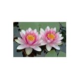 5 Adet Tohum Nadir Bulunan Pembe Lotus Cicegi Tohumu Lotus Su Cicegi Tohumu Nilufer Cicegi Tohumu