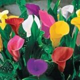 5 Adet Tohum Nadir Karışık Calla Çiçeği Tohumu Toh