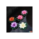 5 Adet Tohum Nadir Karışık Lotus Çiçeği Tohumu Nilüfer Çiçek Tohumu Kaliteli Hasat Taze Tohum