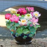 5 Adet Tohum Nadir Katmerli Lotus Çiçeği Tohumu Japon Nilüfer Lotus Çiçeği Tohumu 5 Adet