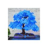 5 Adet Tohum Nadir Mavi Akcaagac Akca Agac Bonsai Tohumu Yeni Urun Saksi Toprak Hediye