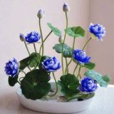 5 Adet Tohum Nadir Mavi Kase Lotus Çiçeği Tohumu Kutsal Nilüfer