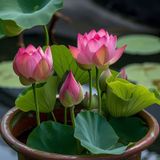 5 Adet Tohum Nadir Pembe Kase Lotus Çiçeği Tohumu Kutsal Nilüfer