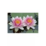 5 Adet Tohum Organik Hobi Bahçe Pembe Lotus Su Çiçeği Tohumu Kaliteli İthal Tohum