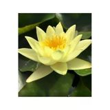5 Adet Tohum Organik Lotus Sarı Su Çiçeği Tohumu Organik Nilüfer Çiçeği Tohumu Hediye Tohumlu
