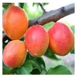 5 Adet Tohum Sekerpare Kayisi Bodur Bonsai Agac Tohumu Organik Surpriz Hediye Tohum