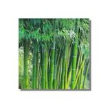 5 Adet Yesil Bambu Agac Tohumu Orjinal Moso Bambu Tohumu Saksi Toprak Surpriz Hediye Sebze Tohumu