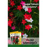 5 Adet Yıldız Sarmaşığı Çiçek Tohumu