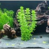 5 Dal Limpnophila Sessiliflora, Canlı Akvaryum Bitkisi