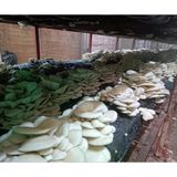 5 Kg İstiridye Mantarı Tohumu ( 20 Ekim Poseti Hediye)