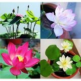 5 x Lotus çiçeğinin tohum Hint Lotus çiçeği – Nelumbo Nucifera – Lotus Lotos nadir ürün