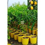 5 Yaş Aşılı 7 Veren Yediveren Mayer Limon Fidanı Üzeri Çiçekli
