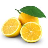 5 Yaş Aşılı 7 Veren(Yediveren) Mayer Limon Fidanı XL Boy