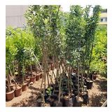 5 Yaş, Aşılı Elma Fidanı FUJİ ZHEN AZTEC, Torbada, +120 Cm