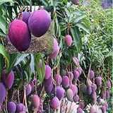 5 Yaş Aşılı Palmer Mango Fidanı,Torbada