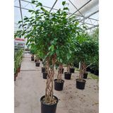 5 Yaş Örgülü Ficus Benjamin Çiçeği