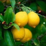 5 Yaş,15 Lt Saksıda; Kalın Gövdeli Meyve Veren Kütdiken Yediveren Limon Fidanı Boy 150-180 Cm