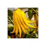 5 Yaş,Saksıda,Meyve Veren Budanın Eli Limon Fidanı Boy 140-160 Cm