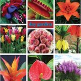 50 Adet 10 Farklı Mix Tulip Seed Lale Tohumu + 10 Adet Hediye K.renk Antoryum Çiçek Tohumu Dtlale0002019