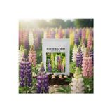 50 Adet Acı Bakla Tohumu - Lupin Çiçeği Tohumu Karışık Renk (Lupinus)