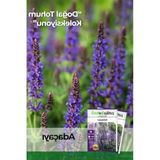 50 Adet Adaçayı Çiçek Tohumu, Salvia Officinalis Bitkisi