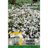 50 Adet Bebek Nefesi Çiçek Tohumu