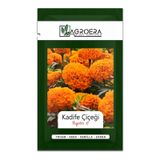 50 Adet Bodur Kadife Çiçek Tohumu (Tagetes L.)