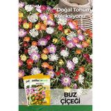 50 Adet Buz Çiçeği Tohumu